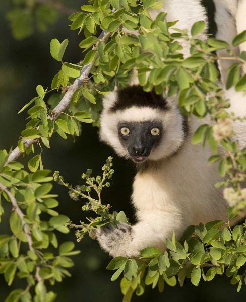 Madagascar Verreauxs sifaka hanging in tree